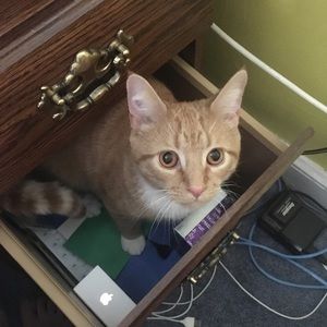 Meet your Posher, Betsy